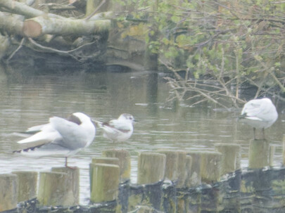 Thumbnail of Little Gull